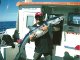 Guide de pêche en mer : peau bleu